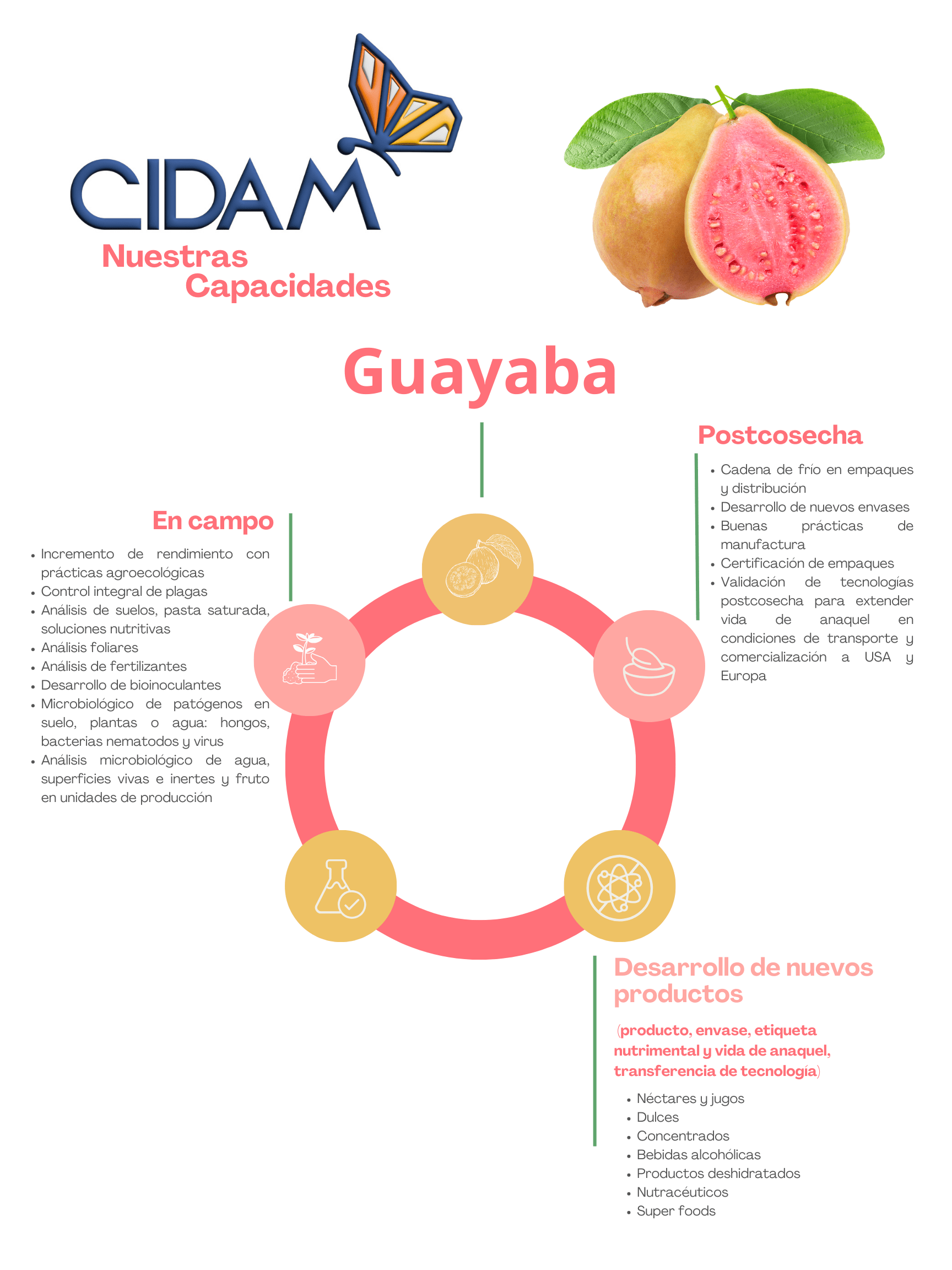 Producción de guayaba