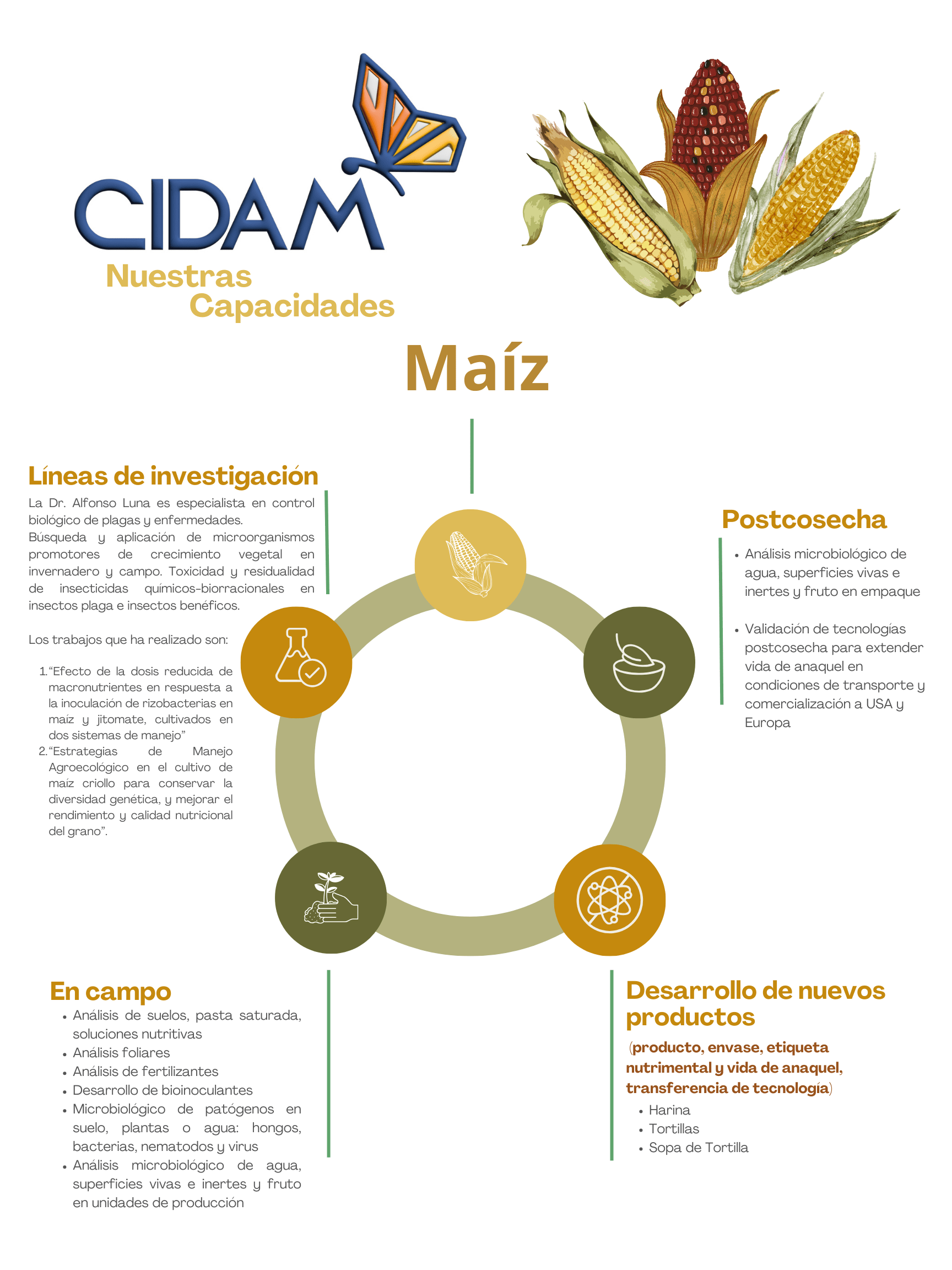 Producción del maíz